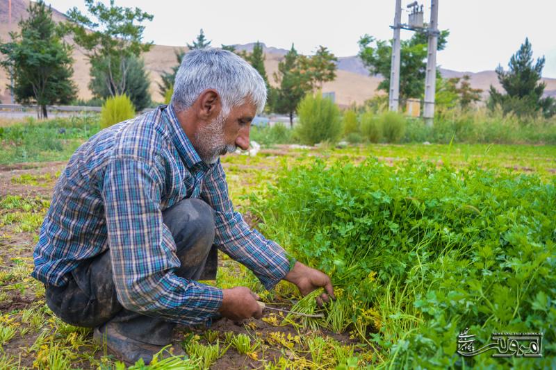 کشاورزان در حال برداشت سبزی از زمین های شرقی صحنه + تصویر