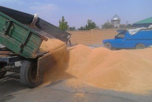  توقیف ۱۲۰ تن گندم قاچاق به ارزش ۱.۱ میلیارد ریال در کنگاور 