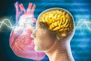 	مردان بیشتر از زنان در معرض ابتلا به بیماری های قلبی و مغزی هستند 