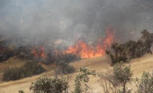 آتش سوزی در مراتع و جنگلهای بلوط دهستان بشیوه و پاطاق/ تلاش برای مهار حریق ادامه دارد 
