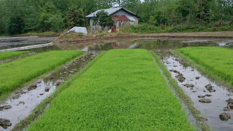 عامل های بازدارنده برای جلوگیری از کشت برنج در شهرستان صحنه انجام می گیرد