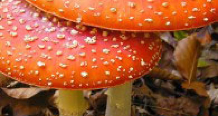 تلاش برای تولید سوخت جت از قارچ سیاه