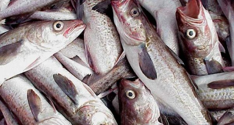 پیش بینی تولید بیش از 18 هزار تن محصولات شیلاتی در استان کرمانشاه