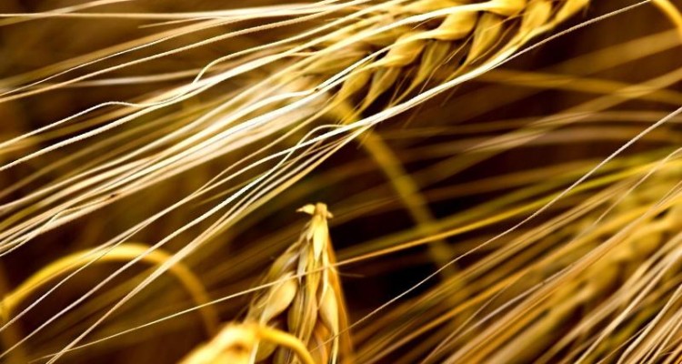 جهش واردات کالاهای اساسی/ رکوردشکنی واردات گندم