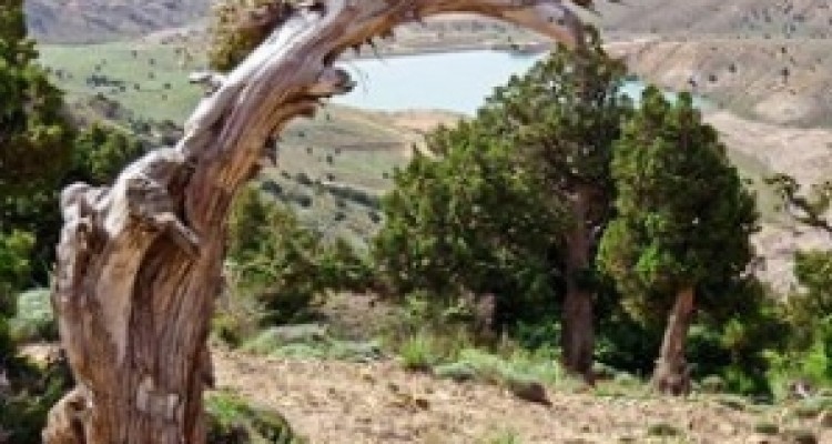 لشکر کشی آتش و خشکسالی برای نابودی ریه های غرب کشور/ بلندی هایی که سبز نمی مانند