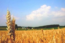 	فناوری هسته ای کلید چالش‌ های کشاورزی/ از عقیم کردن آفات با رادیو ایزوتوپ‌ها تا تولید گیاهان مقاوم به خشکی 