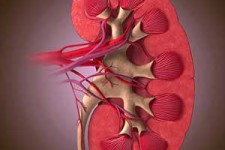 مواد غذایی مفید برای سلامتی کلیه ها 