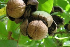 افزایش ۱۰ درصدی تولید گردو در کشور