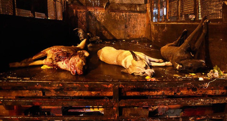 برخورد جدی پلیس فتا با حیوان آزارها در فضای سایبری