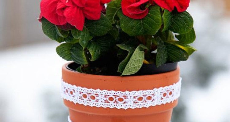  نحوه نگهداری گل در گلدان در مدت زمان طولانی 