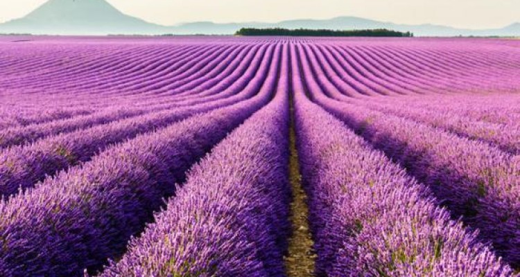 	یکشنبه ها بنفش است 