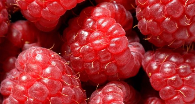  پیشگیری از آلزایمر با تمشک قرمز
