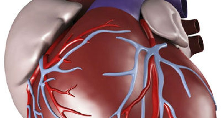 کاهش ریسک بیماری قلبی با افزایش سطح پروتئین