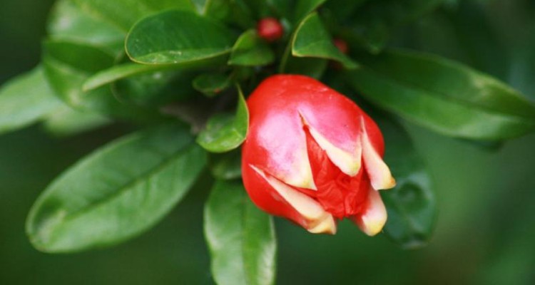 شکوفه انار؛ درمان طبیعی کنترل دیابت