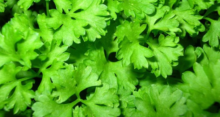 کاهش ریسک ابتلا به سرطان با مصرف جعفری و شوید