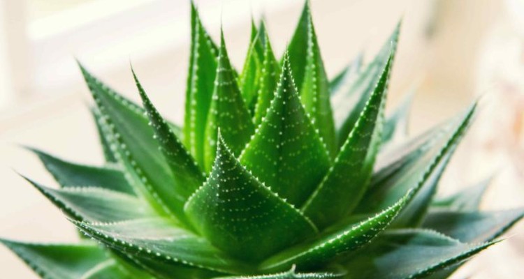  آلوئه ورا بهترین دوست تابستانی 