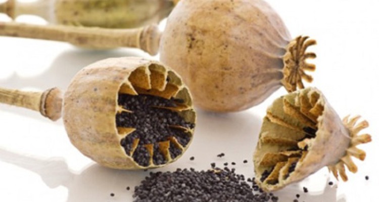  همه چیز درباره اعتیاد افیونی 