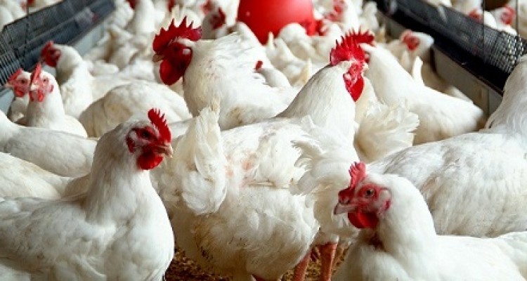 	گوشت ماکیان با طعم میکروب و بیماری/ منابع بیماری در کوچه پس کوچه های سرپل ذهاب 