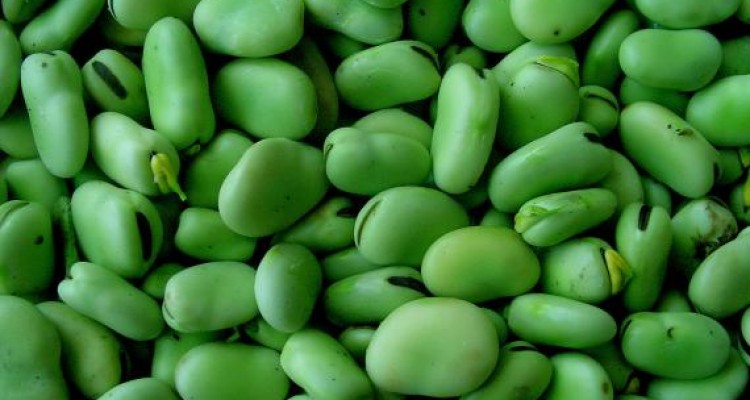 	آشنایی با خواص و مضرات باقلا 