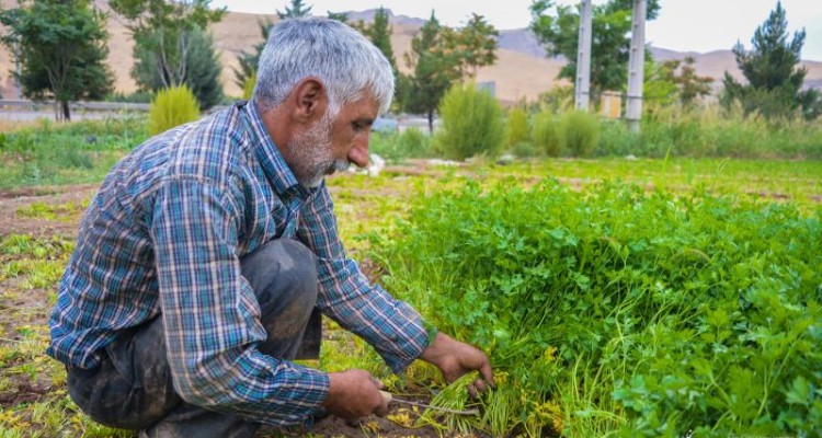 کشاورزان در حال برداشت سبزی از زمین های شرقی صحنه + تصویر