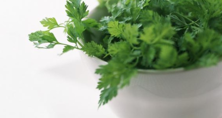  به این دلایل سبزی خوردن را فراموش نکنید