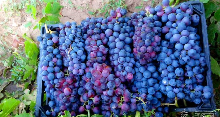 برداشت انگور از باغات روستای ارگنه سفلی از توابع شهرستان صحنه