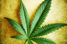  شاهدانه: شاهکاری از دل طبیعت 