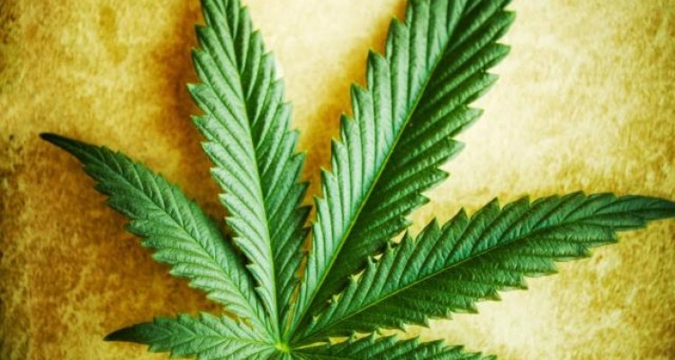  شاهدانه: شاهکاری از دل طبیعت 