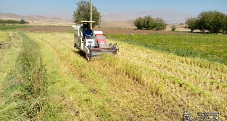 برداشت برنج از مزارع روستای ارگنه سفلی از توابع شهرستان صحنه