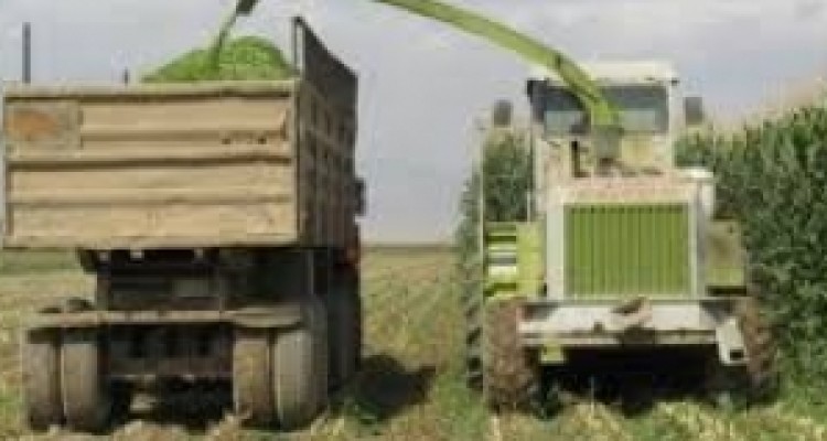 	آغاز برداشت ذرت دانه ای و علوفه ای در مزارع شهرستان روانسر 