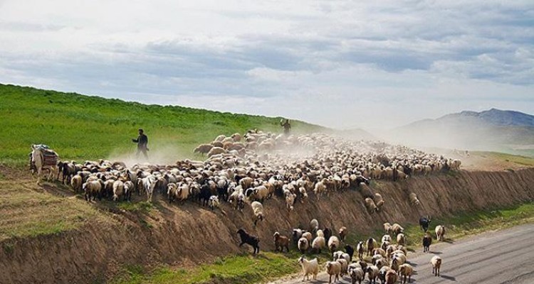 سهم عمده‌ای تولیدات عشایر شهرستان صحنه با 270 هزار رأس دام