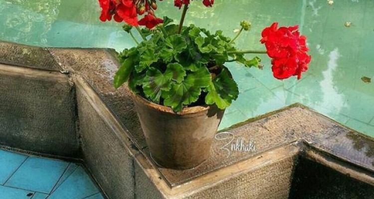 فواید باغبانی برای سلامت زنان مسن