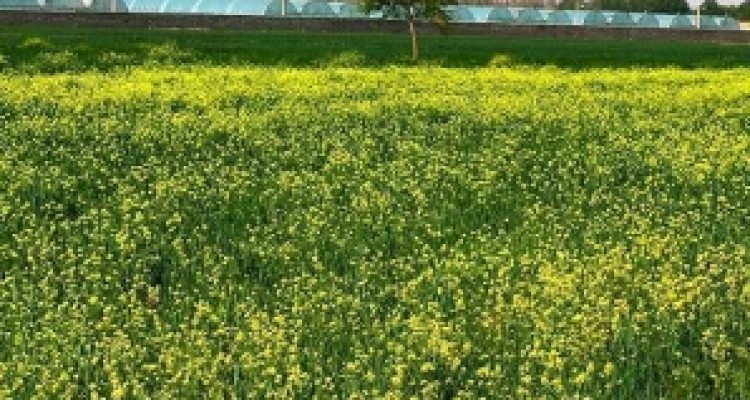 	توسعه مجتمع‌های گلخانه‌ای با همکاری آب منطقه‌ای در کرمانشاه 