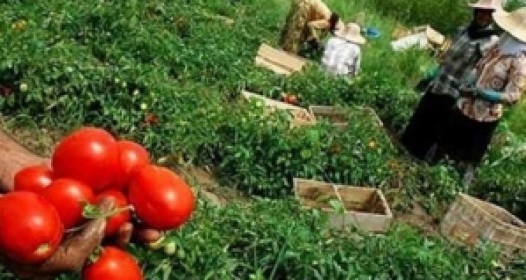 	پرداخت بیش از 14 میلیارد تسهیلات اشتغال به مددجویان سنقری 