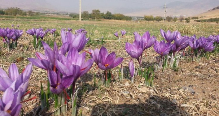 برداشت زعفران از زمین های کشاورزی صحنه آغاز شد