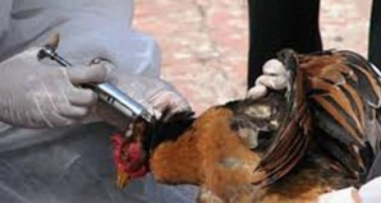 	اجرای طرح واکسیناسیون نیوکاسل دربیش از ۱۱۰۰ روستای استان کرمانشاه 