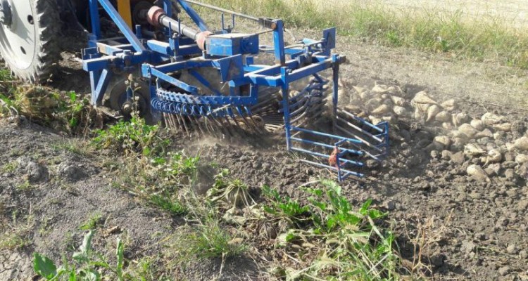برداشت چغندر قند از مزارع روستای هریل آباد آغاز شد