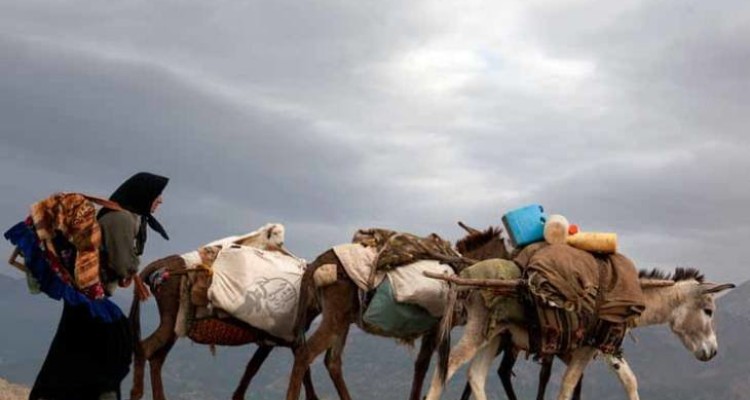 20 خانوار عشایری شهرستان صحنه کوچ پاییزه کردند