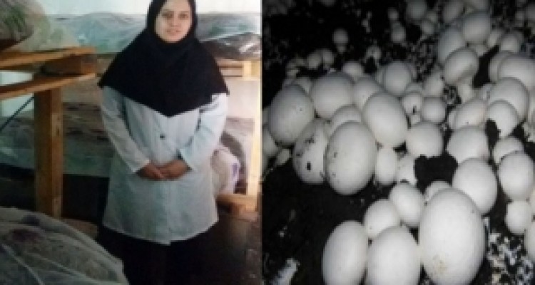 	جوانانی که با کمک بسیج کار آفرین شدند/ درآمد میلیونی در هرسین از راه پرورش قارچ 