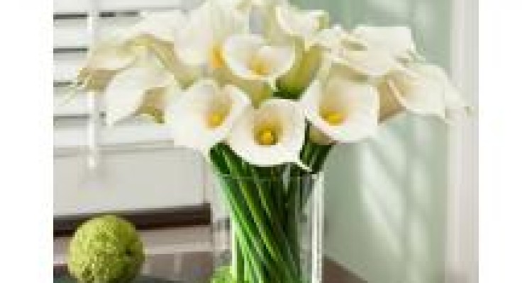 	لیدر گل ها .... گل شیپوری 