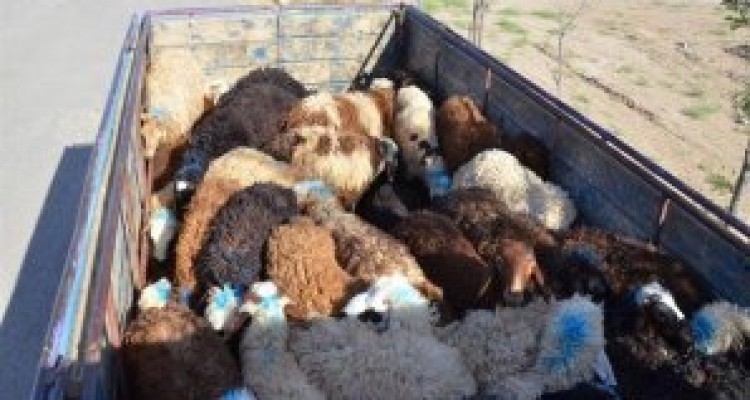  ۱۰۰ راس دام قاچاق در روانسر توقیف شد 