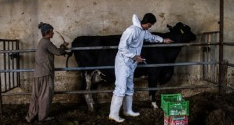 	واکسیناسیون ۱۲۰۰۰۰ راس دام سنگین در استان کرمانشاه 