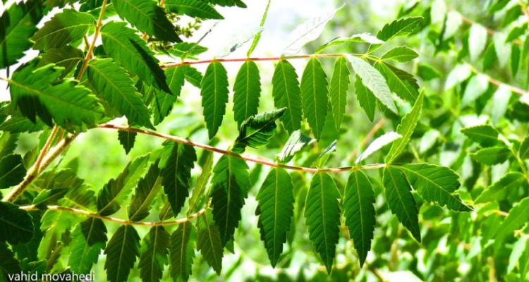 روستای چمه یادگاری از شهر تاریخی دینور است 