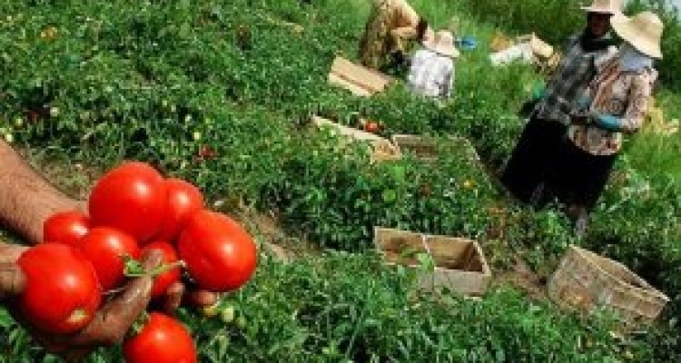 	عدم توجه به تاکیدات رهبری نخستین چالش بخش کشاورزی است 
