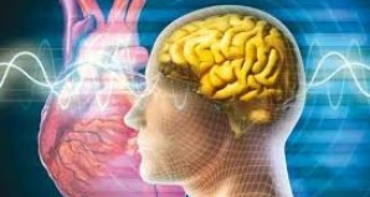 	مردان بیشتر از زنان در معرض ابتلا به بیماری های قلبی و مغزی هستند 