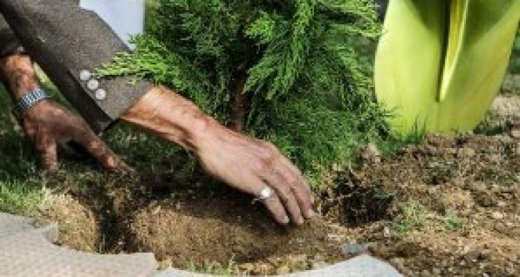 	تعداد۷۵۰ هزار اصله نهال در نقاط مختلف استان کرمانشاه غرس شد 