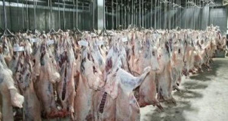 	کشتار بیش از ۱۷۴ هزار راس در کشتارگاه های استان کرمانشاه 