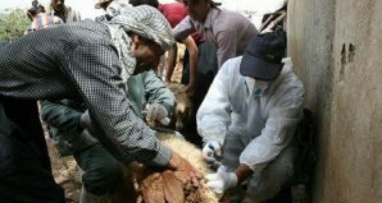 	انجام ۱۳ میلیون نوبت سر واکسیناسیون دام در استان کرمانشاه 