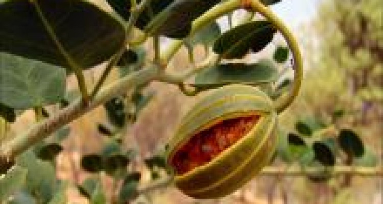 	هر آنچه که باید در مورد گیاه " شاپه له " یا علف مار بدانید 