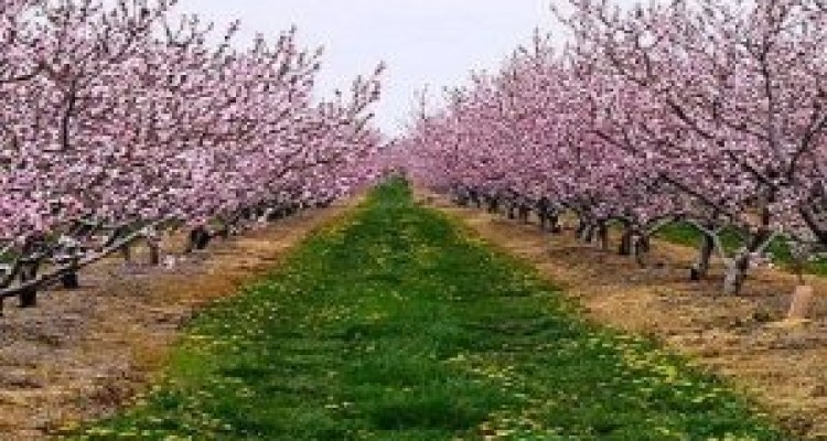 	لزوم مبارزه با آفات سوسک گرده خوار و گل خوار در باغات و مزارع هرسین 